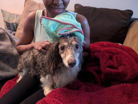 A miniature dachshund who just barely survived drowning. At least that's how he's acting.