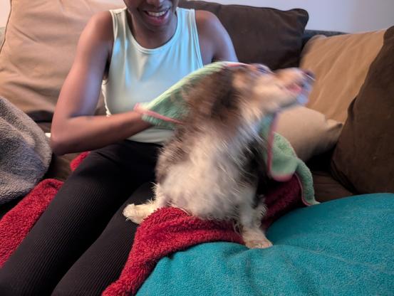 A miniature dachshund trying to escape being smothered by the evil towel.