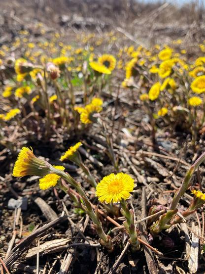 The forest floor, lit by sunshine and covered in Coltsfoot, a small, low to the ground flower with yellow petals and a yellow centre.