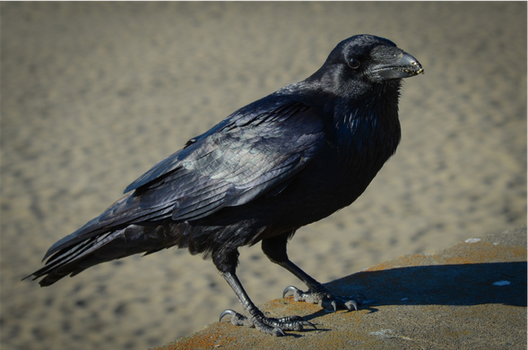 Corvus corax (known as common raven) standing on a concrete wall and slightly turning its head to the side.