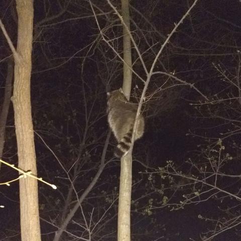 The raccoon further up the tree, resting its very fluffy butt in the crook of a thin branch.