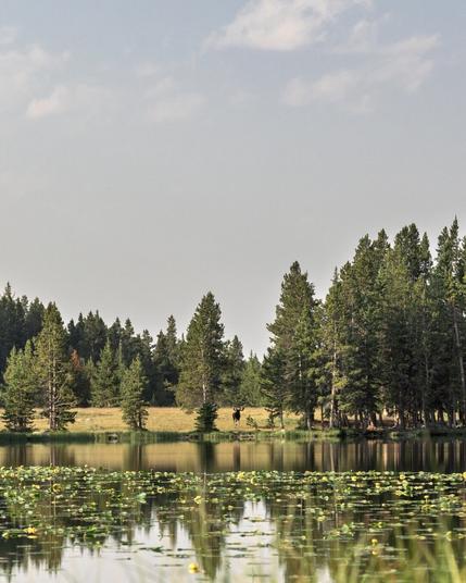 A peaceful landscape with a calm lake covered in water lilies, reflecting the cloudy sky above. In the distance, a moose stands near the forest edge. The scene feels serene and expansive, capturing the quiet beauty of nature in Wyoming