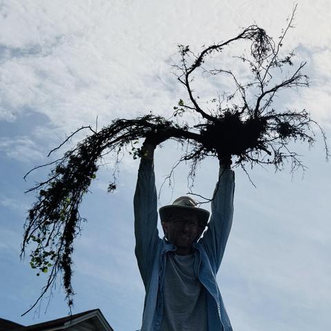A man wearing a hat, holding a large root system over his head in triumph.