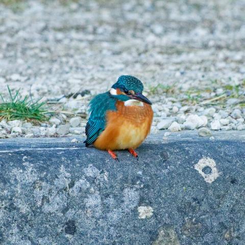 A kingfisher sits on a paved embankment that looks like a curb of a bus stop