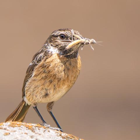 𝗣𝗶𝗰𝘁𝘂𝗿𝗲 𝗗𝗲𝘀𝗰𝗿𝗶𝗽𝘁𝗶𝗼𝗻 (𝗘𝗻𝗴): Close-up of a female stonechat perched on the stone ball of a bridge parapet. The bird is carrying a grasshopper in its beak.

𝗗𝗲𝘀𝗰𝗿𝗶𝗽𝗰𝗶𝗼́𝗻 (𝗘𝘀𝗽): Primer plano de una hembra de tarabilla posada sobre la bola de piedra del pretil de un puente. El ave lleva un saltamontes en el pico.