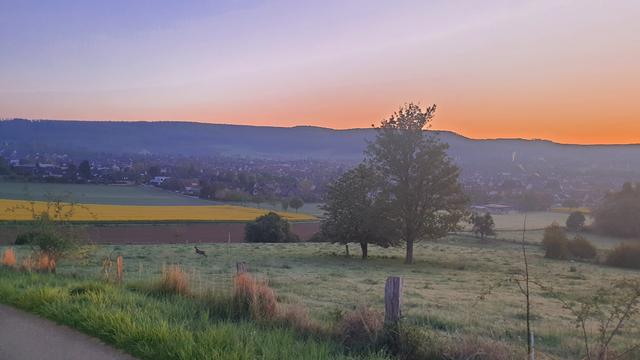 Das Foto zeigt eine abfallende Wiese mit zwei Bäumen; links daneben ein springender Rehbock. Dahinter und tiefer liegend ein blühendes Rapsfeld vor dem Ortsrand von Bad Pyrmont. Ganz im Hintergrund ist die bewaldete Hügelkette auf der Nordseite von Bad Pyrmont unter einem blauen Himmel mit Morgenrot auf der rechten Bildseite zu sehen.