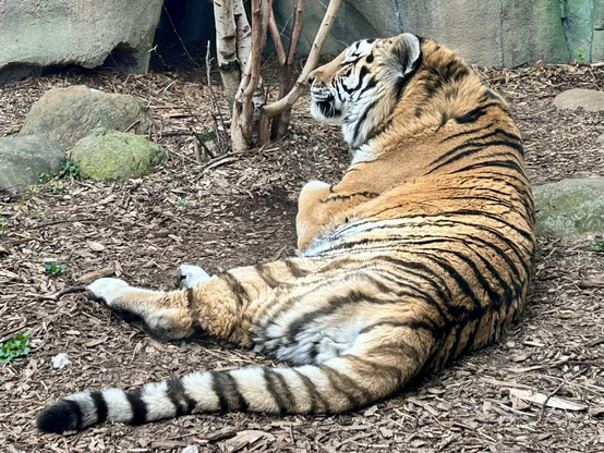 An adult Amur tiger is filling the right dude of the frame. Its face is white with black stripes, nose is brownish orange. The body is more orange around the neck, stomach and back. Paws are white. The tiger’s face is away from the viewer, tale is closer to the viewer. It is seated on its side on the ground.