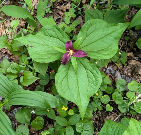 Purple and green flower