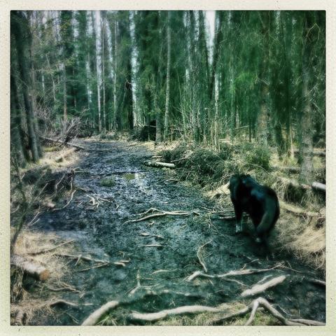 On a trail in a dog park in Spring, Anchorage, Alaska.  A black dog walks along the edge of a wide trail which is a mix of tree roots and mud.