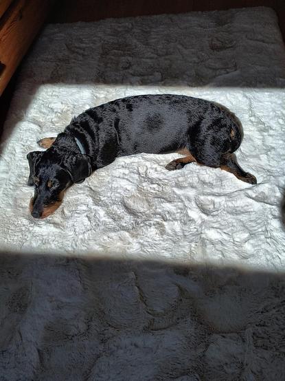 Ein schwarz roter Dackel liegt ausgestreckt auf dem Bauch auf einem cremefarbenen weichen Teppich im Sonnenlicht, das ihn durch das eckige Fenster wie ein Spotlight umgibt.

A black and red dachshund lies stretched out on its belly on a cream-coloured soft carpet in the sunlight that surrounds it like a spotlight through the square window.