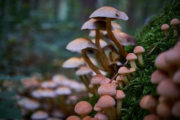 A dense cluster of mushrooms rises from the mossy forest floor, their caps softly catching the filtered light. The scene feels almost enchanted, highlighting the hidden and delicate beauty of the woodland undergrowth.
