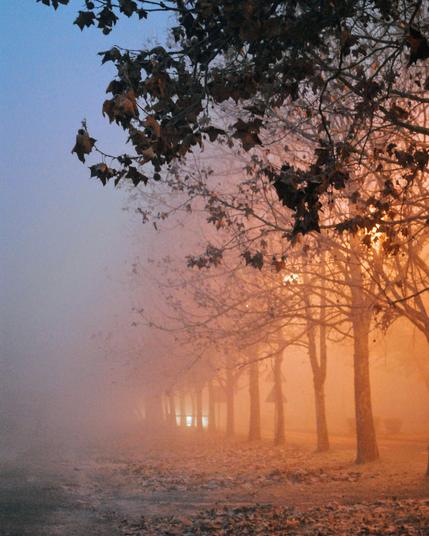 A foggy, misty nature picture.