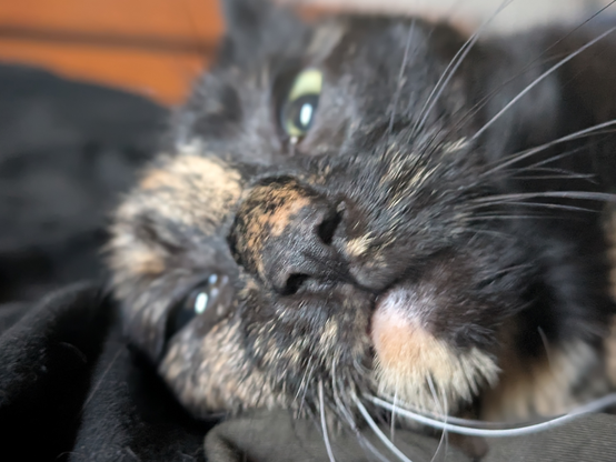 A picture of the head of a tortoiseshell cat that's lying on the bed looking dreamy and cute.