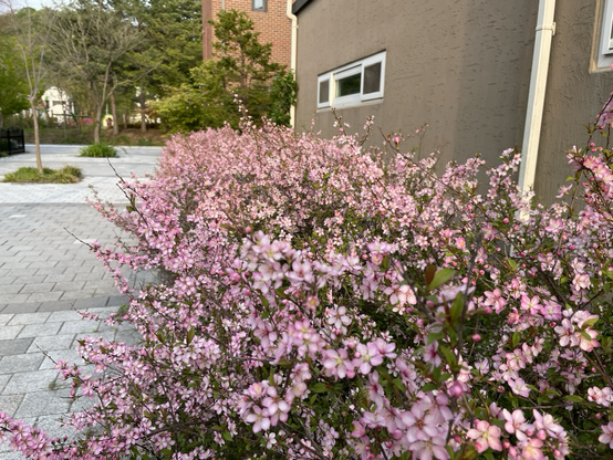 Blooming bushes