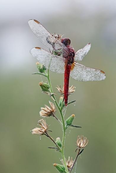 Een libelle zit op de stengel van een bloem. De transparante vleugeltjes zijn uitgespreid, het lijkt zo op een elfje.