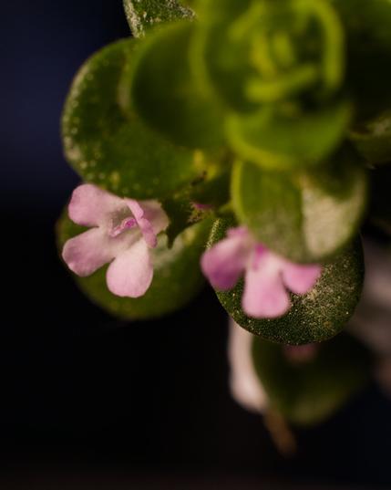 macro shot of pink lemon thyme flowers