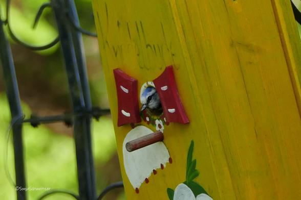 Blaumeise schaut aus einem bunten Vogelhäuschen.