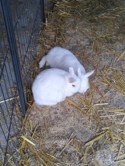 Bunnies Tick and Trick