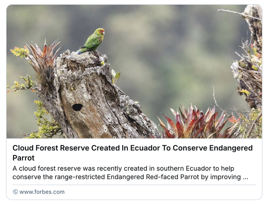 a red-faced parrot sitting on a gnarly broken-off tree