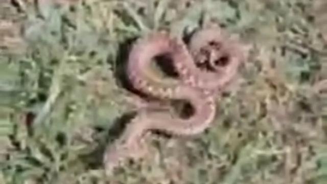An adder on Gower