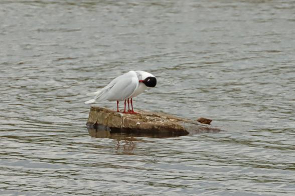 At first glance, a very rare example of a small 4 legged Gull preening itself on a rock in the middle of a lake. Upon closer examination it is actually 2 birds preening and the nearest bird has its head tucked away out of sight and its body lines up almost perfectly with the 2nd gull giving the impression it is a single gull with 4 legs.