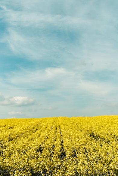A wide field of blooming yellow rapeseed flowers stretches toward the horizon under a bright blue sky with wispy clouds, capturing a vibrant rural spring landscape. The flowers create neat rows that draw the eye into the distance.