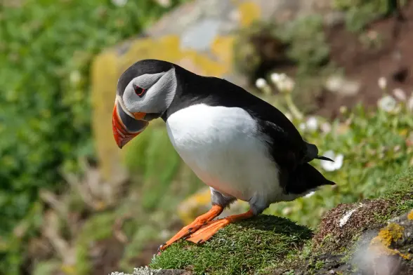 Puffin on a cliff bent over looking down. At Great Saltee Island