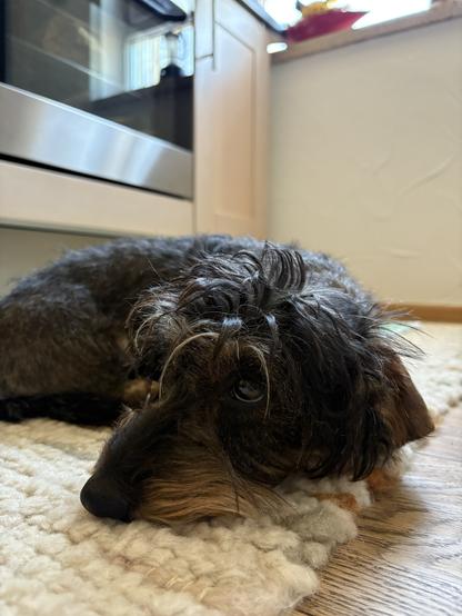 A small dog lies on a textured rug in a kitchen setting. The dog has a relaxed posture with its head resting on the ground, showcasing its distinctive fur and facial features. In the background, kitchen elements such as an oven and countertop are visible.