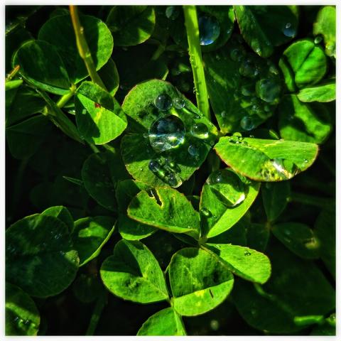 The image shows a close-up, square shot of several vibrant green clover leaves. Glistening water droplets rest on the leaves, catching the light and creating small reflections. The sunlight casts shadows across the leaves, adding depth and contrast to the image. The focus is sharp on the central cluster of clover, with some surrounding leaves slightly out of focus.