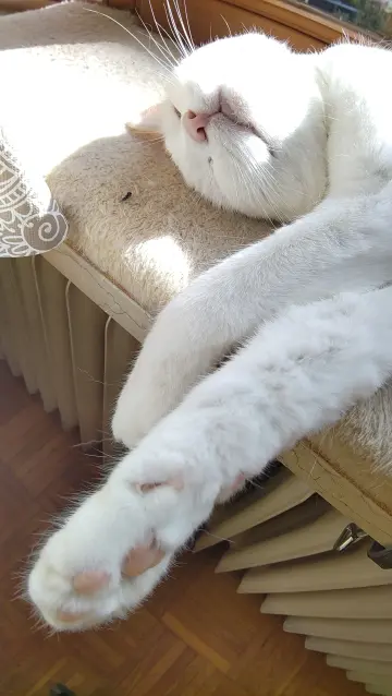 White cat lies very comfortably on a windowsill. Her paws are stretched out, banging over the sill. Her head is lying on her ears and you can see her toebeans.
