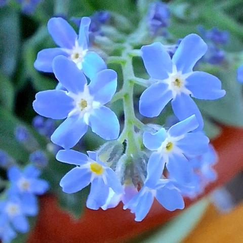 A cluster of delicate, light blue forget-me-not flowers in sharp focus, contrasted against a blurred background of green foliage. Each flower features five rounded petals that radiate from a central point, where a tiny yellow and white eye adds a touch of brightness.