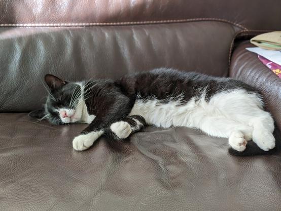 Sleeping cat on the couch