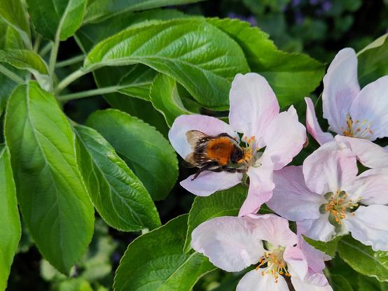 Hommel (oranje borststuk, zwart achterlijf) op een appelbloesem.