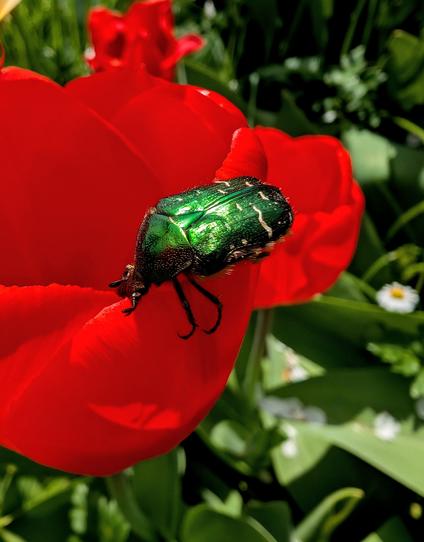 Grün schimmernder Käfer sitzt auf roter Tulpenblüte vor grünem Laub