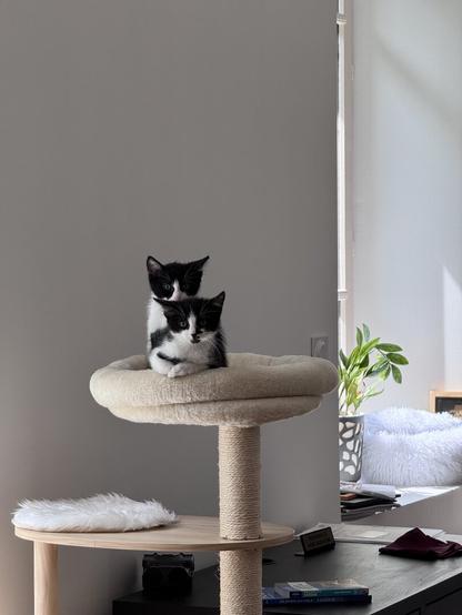 Two black and white kitten sitting on top of a cat tree house and looking directly into the camera