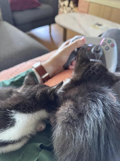 Two black and white kitten sitting on my torso while playing on the PlayStation