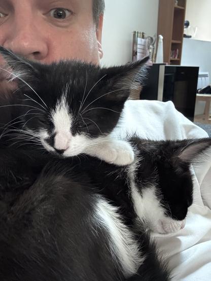 Two black and white kitten sleeping on top of each other on my torso while I try to breath and not drown in cuteness