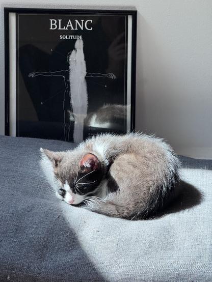 Pippin. A black kitten, sleeping on a pillow directly in the sun, in front of a hand drawn poster « Blanc » by Quentin Zuitton