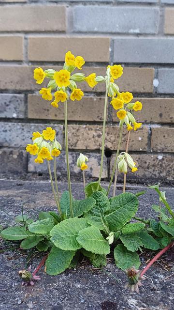 Photo of a cowslip (bó-bhláth or cow-flower in Irish) in glorious full bloom on a cracked concrete pavement in front of an old, black-marked yellow brick wall