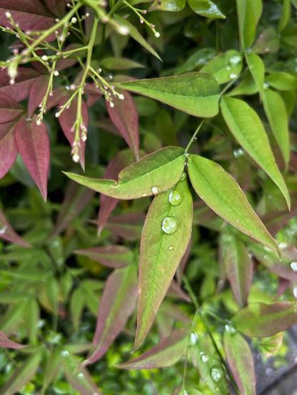 The photo shows a close-up of green and reddish leaves with water drops on them.