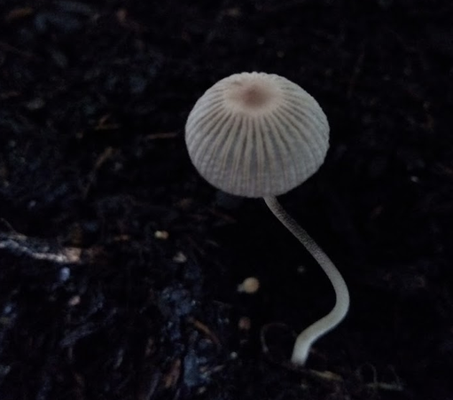 Zierlicher, langstieliger, weißer Schirmpilz mit tief  radial geripptem Hut.