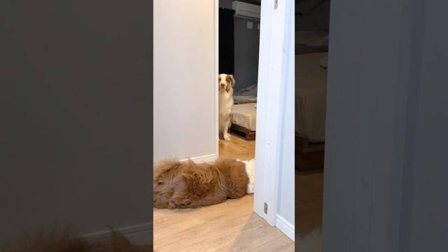 再び犬語で一生懸命助けを求める犬が可愛い😂【オーストラリアンシェパード・ボーダーコリー】#shorts