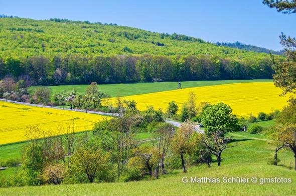 Blühende Rapsfelder bei Heimburg