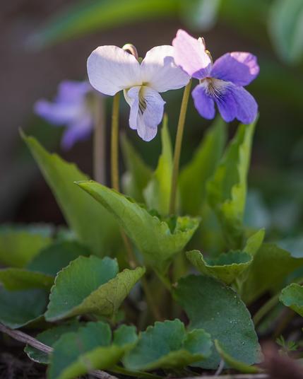 Closeup photograph of a pair of common blue violet flowers on green stems with out of focus flowers and green foliage in the background. Both violets are in shadow except for the top of the upper petals which are highlighted from behind by sunlight. Violets have five petals in a zygomorphic arrangement with two teardrop petals above and behind three lower petals that form a cup or trumpet around the center with stigma styles circling and obscuring the entrance to the flower's interior.