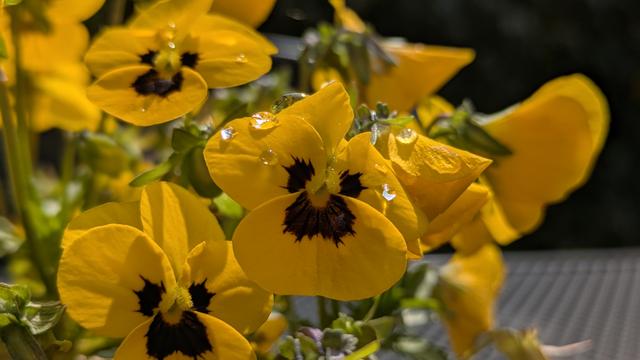 Yellow Pansy flowers with small droplets glistening in the he sun.