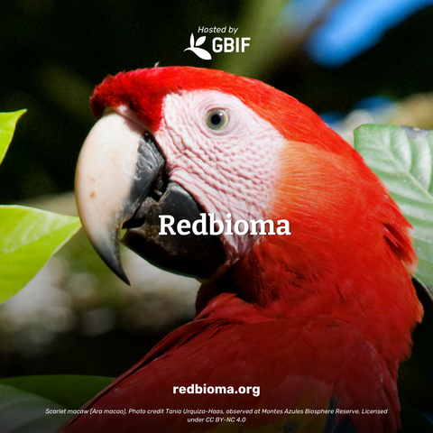 Photograph of a red parrot with a white hosted by GBIF logo and the word redbioma overlaid