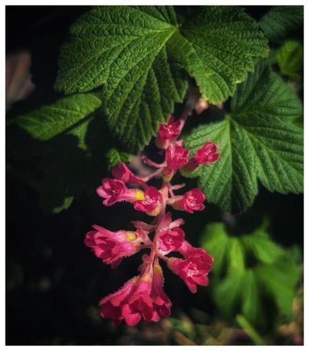 The image shows a close-up of a cluster of vibrant pink Blood currant flowers (Ribes sanguineum), hanging down against a dark background. The flowers are tubular in shape with delicate, fuzzy textures and small yellow stamens. Above the flowers are large, textured green leaves, casting shadows on the blossoms. The lighting highlights the bright pink of the flowers, creating a striking contrast with the surrounding greenery and dark background.