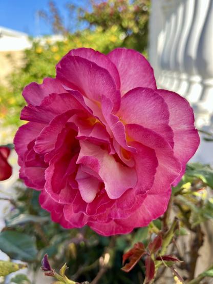 Couldn't help myself starting off the week with this beauty straight of the terrace parterre from a couple of months ago that my mobile phone recommended as featured photo of the day. Yeah, I know, I, too, can see why: a delicate pink rose with almost a perfect shape, no filters or "touches" applied. As delicate and as beautiful as it showed up 🌹👍🏻😍