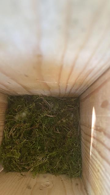 a look into an empty nest..; green material and some small branches are on the bottom. The nest ready to be used. But no eggs .. yet.