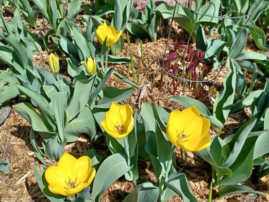 Yellow tulips blooming in our front garden.